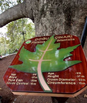ınka Tree Bursa